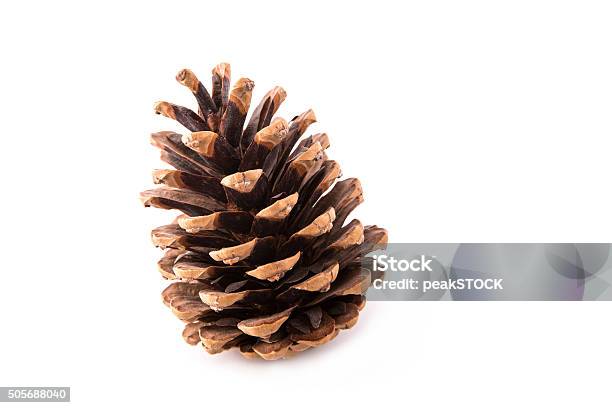 Beautiful Fircone Isolated Stock Photo - Download Image Now - Pine Cone, Cut Out, Pine Tree