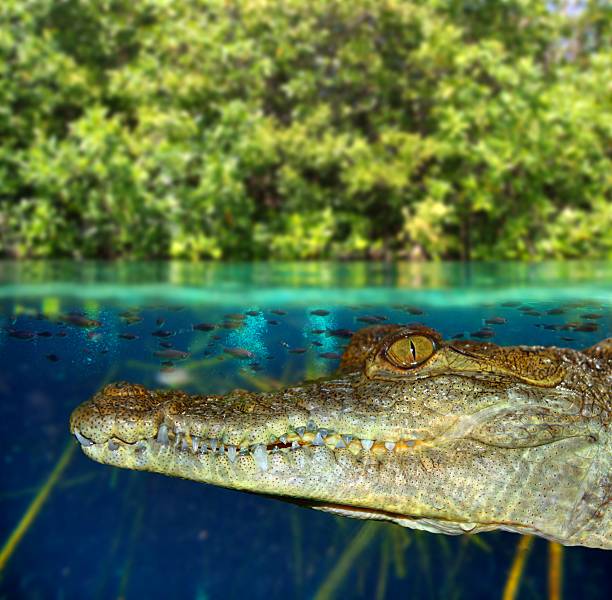 istock Crocodile cayman swimming in mangrove swamp 505688518