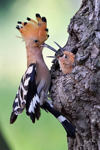 istock hoopoe bird in natural habitat (upupa epops) 505689776