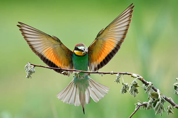 istock european bee-eater (Merops Apiaster) outdoor 505690458