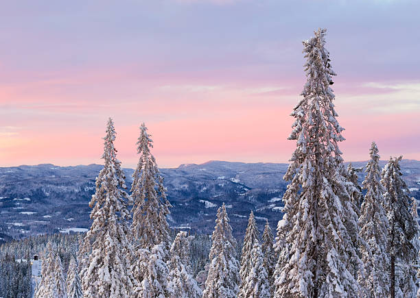 istock Snow covered Spruce Tree forest at sunset, Oslo Norway 505690490