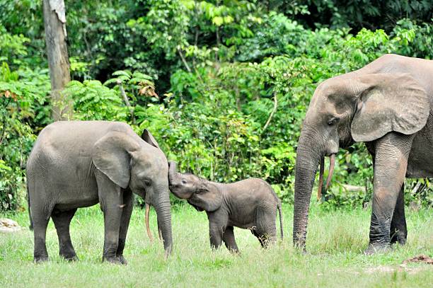 istock The elephant family 505690500