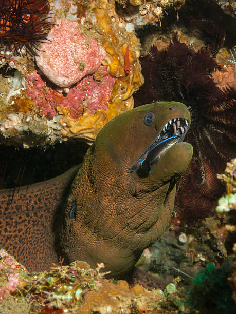 istock Moray eel with cleaner fish cleaning his teeth. 505692170