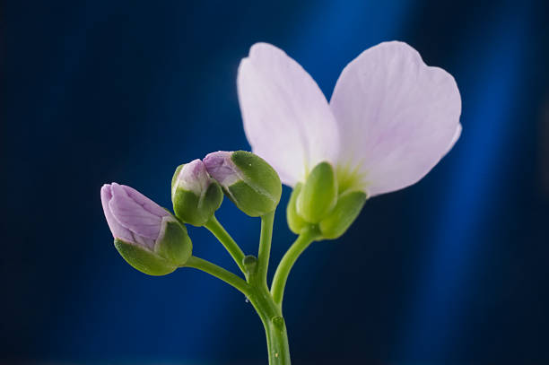 Cardamine Pratensis cuckooflower lady's smock buds and flower petal against colored background. Selective focus.