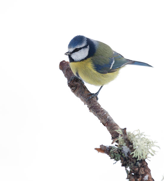 istock Blue Tit, Cyanistes caeruleus, on lichen-encrusted twig,  isolated on white 505692612