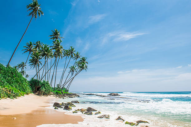 istock Sandy beach with palm trees in Sri Lanka 505692788