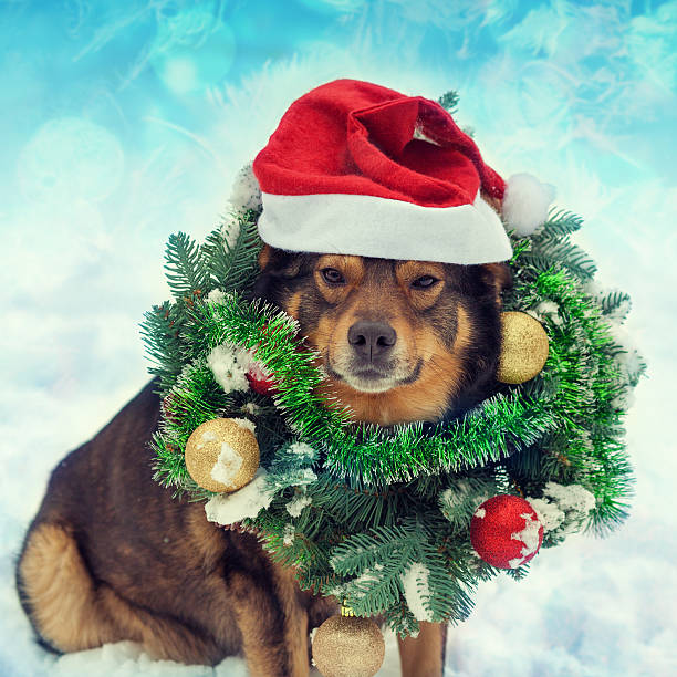 istock Dog wearing christmas wreath sitting outdoors in snow 505692938