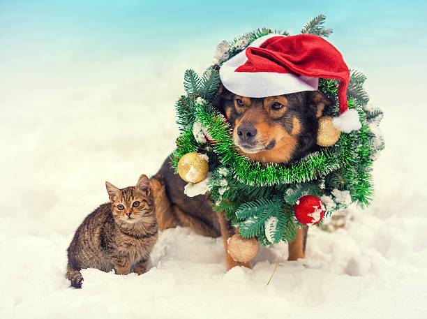 istock Dog wearing santa hat sitting with kitten in snow 505693196