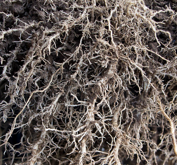 grande plano de raízes de plantas de milho - root hair imagens e fotografias de stock