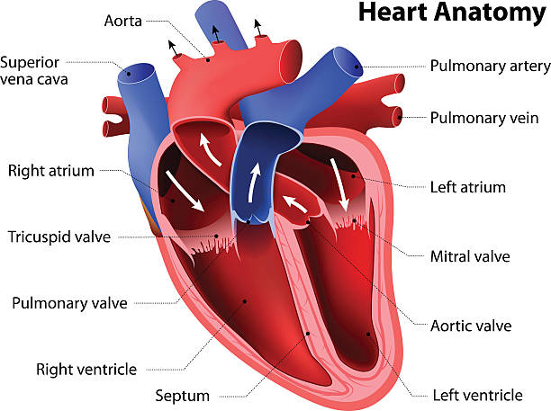 heart anatomy heart anatomy. Part of the human heart blood flow stock illustrations
