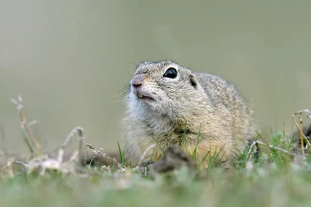 cute European ground squirrel on field (Spermophilus citellus)