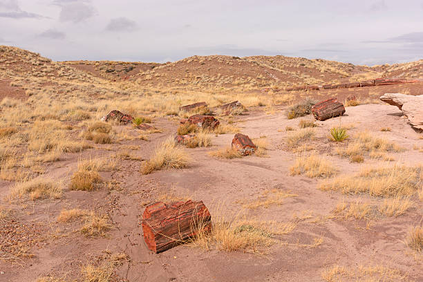 istock Petrified Log Panorama in the Desert 505695792