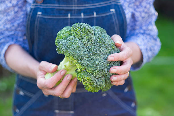 istock Woman hands holding fresh vegetable, broccoli 505699895