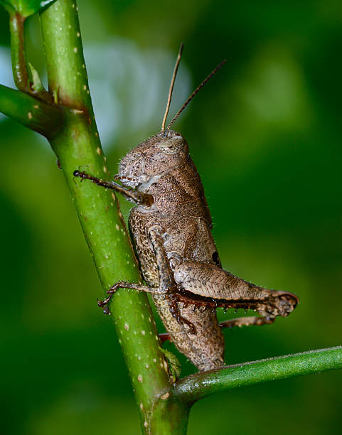 istock side view  of  brown grasshopper hanging on tree branch 505700943
