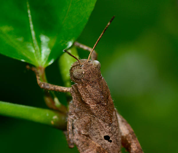 istock back view  of  brown grasshopper hanging on tree branch 505700945