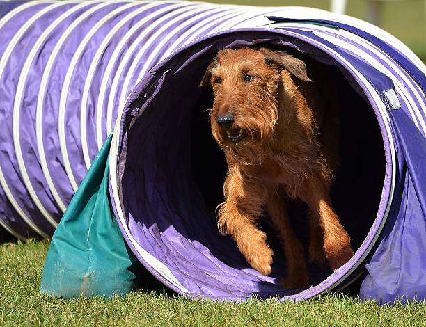 アイリッシュテリアの犬の敏しょう性試験 - irish terrier dog running terrier ストックフォトと画像