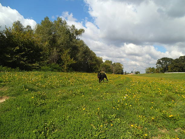 istock Happy Dog running on meadow 505711304