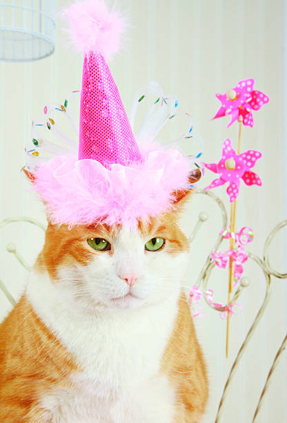 istock Grumpy Orange Tabby Cat Wearing A Pink Birthday Hat 505711622