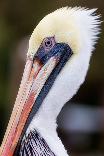 istock Brown Pelican Closeup 505712448