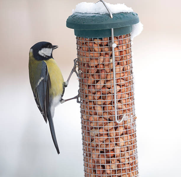 istock Great Tit, Parus major, peanut feeder, snow, winter, Scotland 505712584