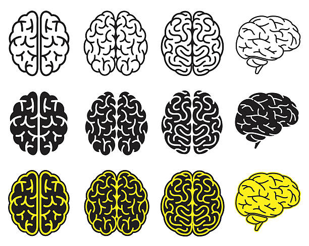 Set of human brains. Vector illustration. Set of human brains. Vector illustration. lobe illustrations stock illustrations
