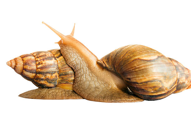 istock Snails Achatina giant isolated 505713062