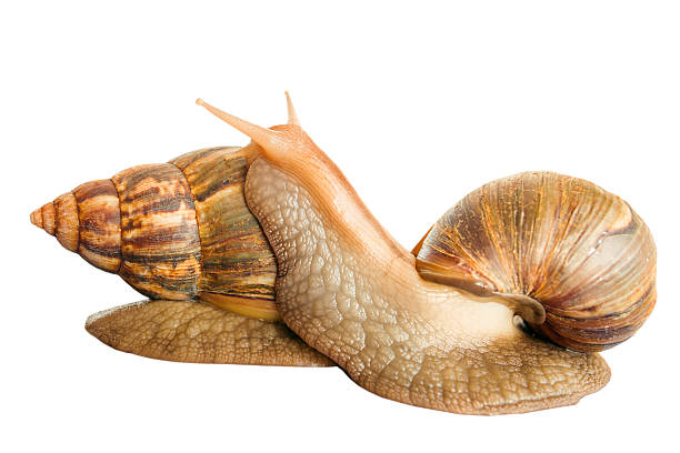 istock Snails Achatina giant isolated 505713074