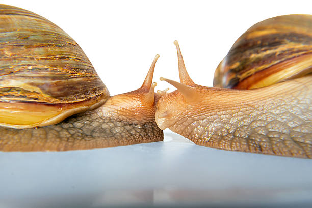 Snails Achatina giant kissing on white background 