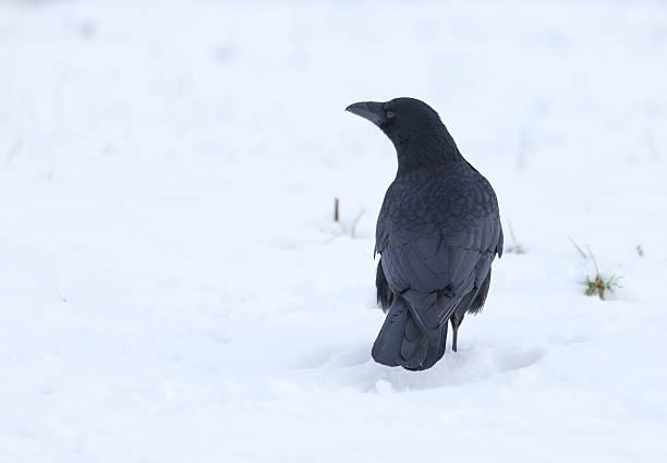 istock Carrion crow, Corvus corone, standing in snow; Scotland 505713566