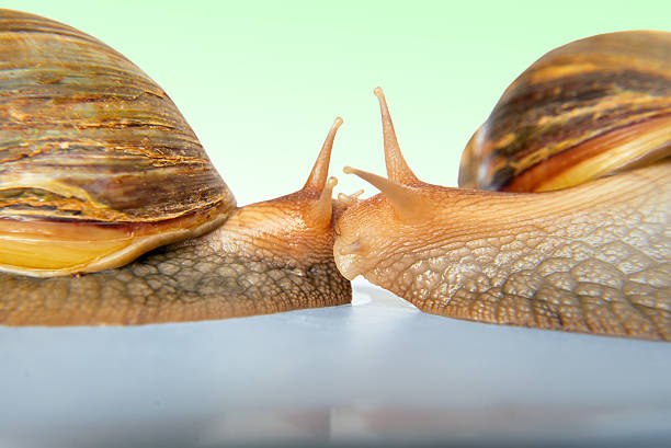 Snails Achatina giant kissing on colorful background