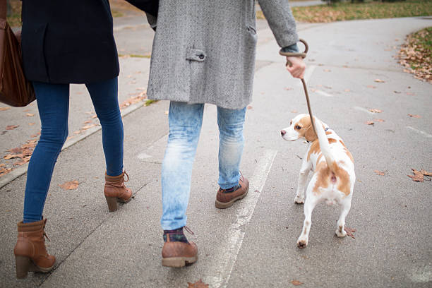 istock Young couple walking with dog 505714398