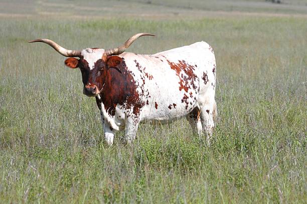 istock Texas Longhorn Bull 505714912