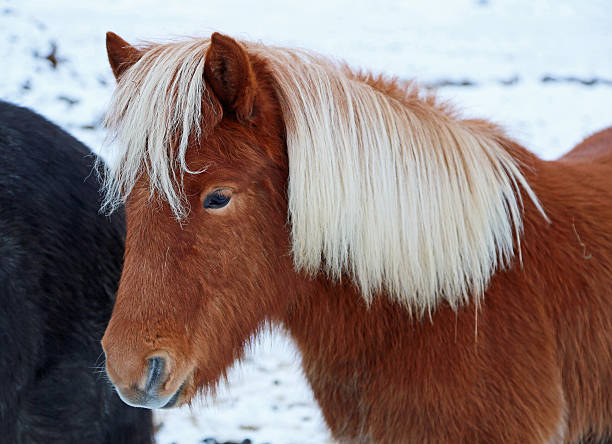 istock Reddish-brown Icelandic Horse 505715206