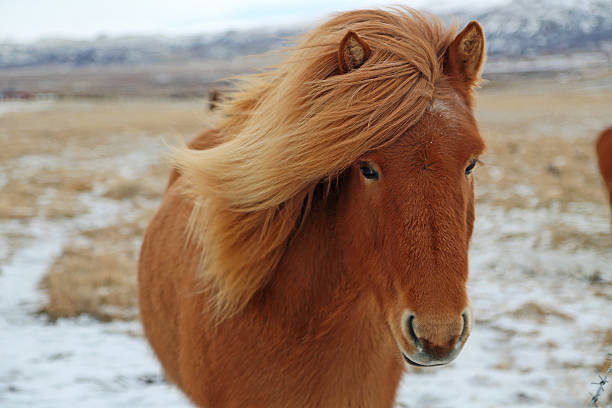 istock Brown Icelandic Horse 505715390