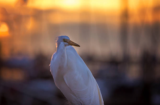 White Egret at Sunset stock photo