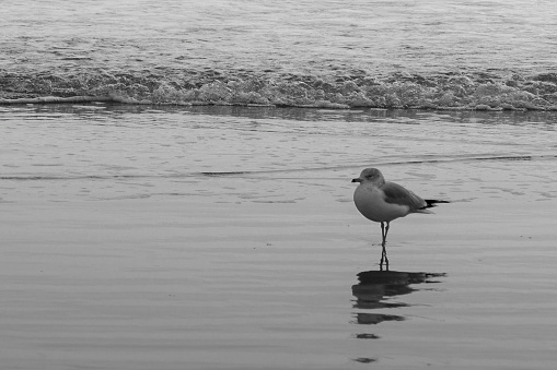 Seagull walking by the ocean
