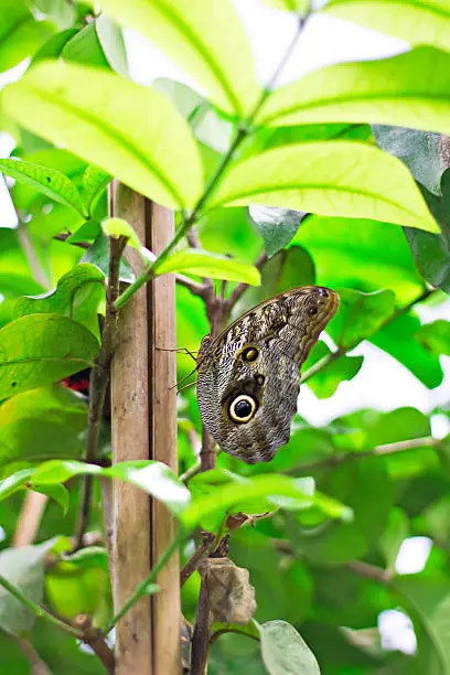 Caligo Memnon or Owl Butterfly, side view