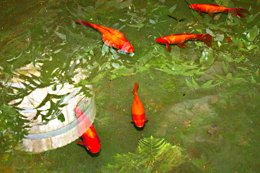 Red and gold fishes in the pond