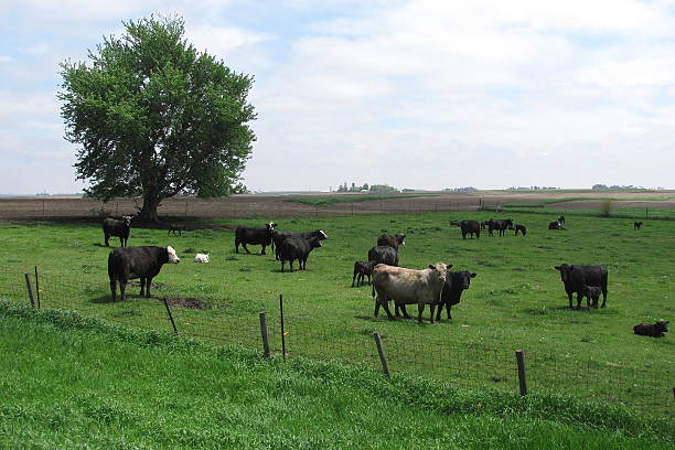 istock Cattle Graze in a Sunny Iowa Pasture 505716118
