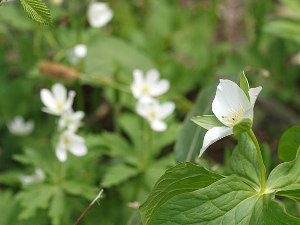 istock Wildflower in Hokkaido 505717668