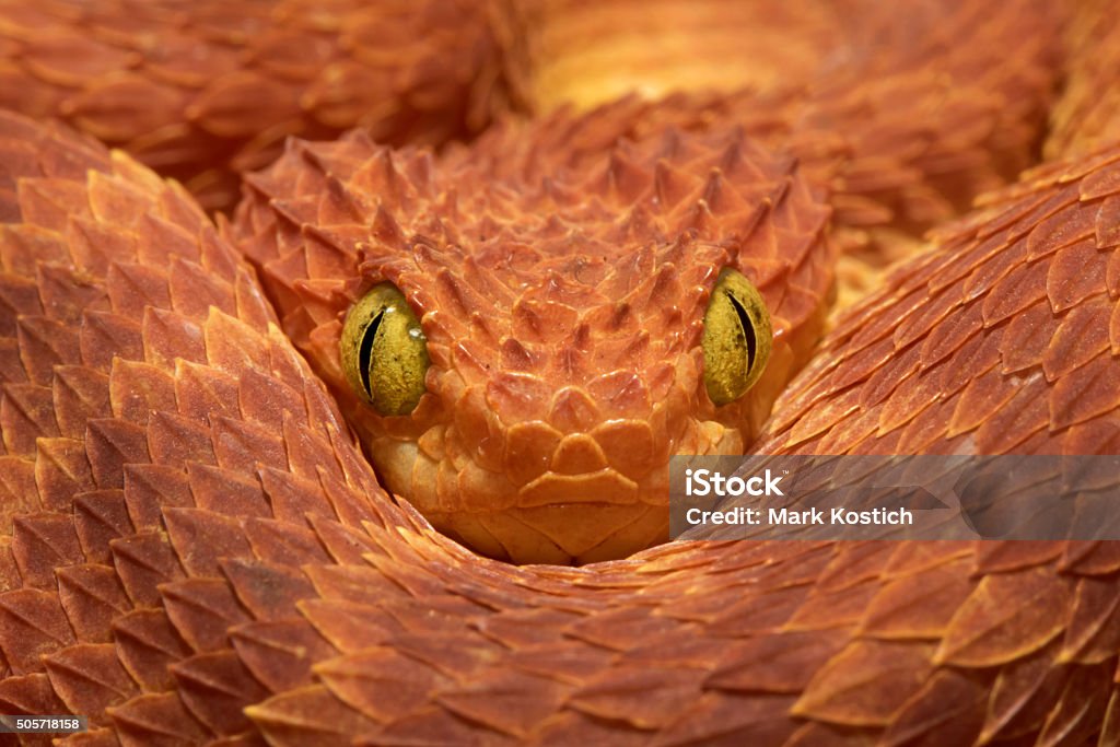 Nahaufnahme eines Venomous Bush Viper Snake - Lizenzfrei Schlange - Kriechtier Stock-Foto