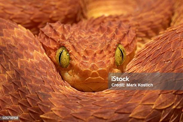 Nahaufnahme Eines Venomous Bush Viper Snake Stockfoto und mehr Bilder von Schlange - Kriechtier - Schlange - Kriechtier, Bunt - Farbton, Wildtier