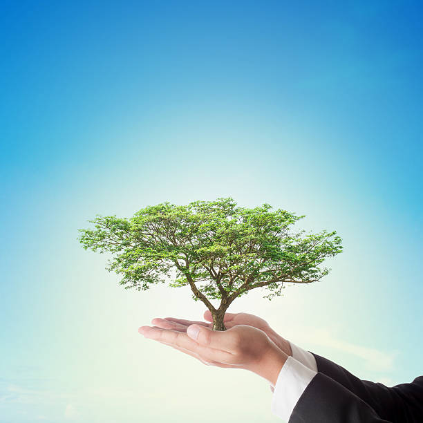 istock Businessman hand holding big tree with blue sky , 505720174
