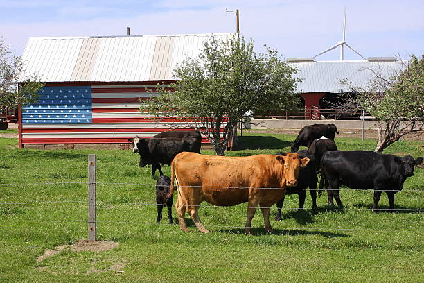 Flag Shed Accents Iowa Cattle Pasture