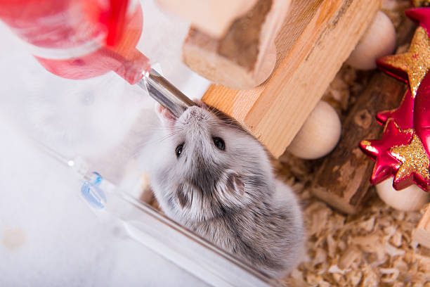 Hamster drinking water Hamster drinking water,in China rodent bedding stock pictures, royalty-free photos & images