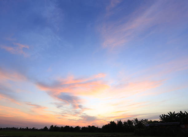 istock peaceful rice field on sunset sky background 505721146