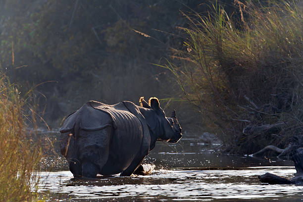 Greater One-horned Rhinoceros in Bardia, Nepal species Rhinoceros unicornis chitwan national park photos stock pictures, royalty-free photos & images
