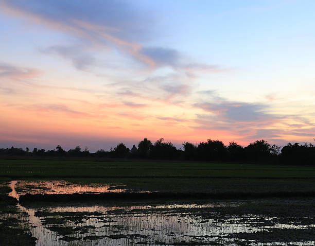 istock peaceful rice field on sunset sky background 505721168