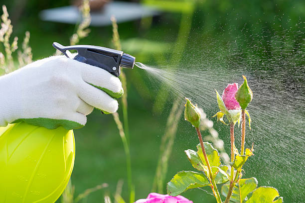Woman spraying flowers in the garden stock photo