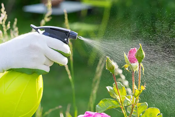 Close-up hands female spray gardening plant roses